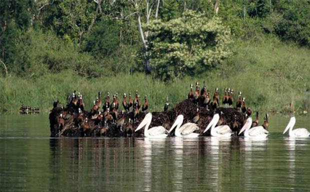 Birdwatching at Lake Rwihinda
