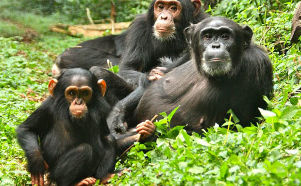 Primates in Kibira